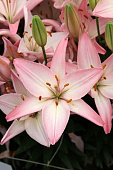 Лилия Соракаба (5 шт.)