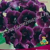 Глоксиния Виолацея (1шт)