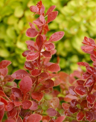 Барбарис тунб. Корал Р9