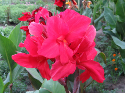 Канна Эмпайр