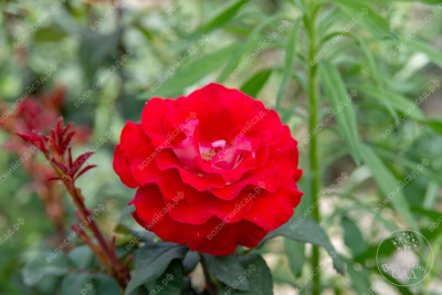 Роза Люксор (ч.-гибрид, красн)