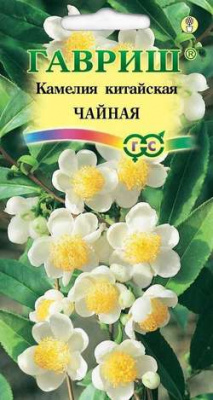 цКамелия китайская Чайная 3шт