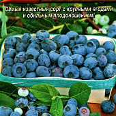 Голубика Блюкроп 0,01г