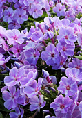 Флокс Юник Маув (2 шт)