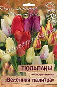 Тюльпан Весенняя палитра, многоцветковая смесь (25 шт)