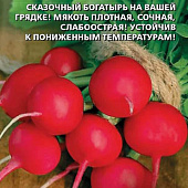 Редис Алеша Попович 2г