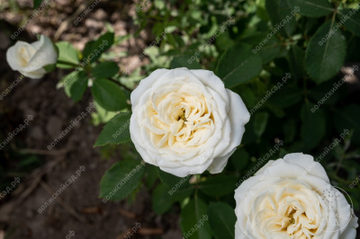 Роза Боинг (ч-гибрид.,белая)