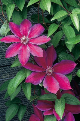 Клематис Акаиши Р9