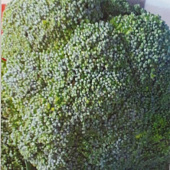 Капуста брокколи Лорд (20пак*15шт) Нидерланды