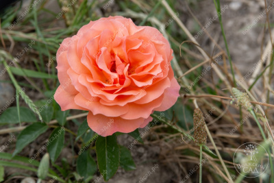 Роза Бельведер (шраб, оранж.)