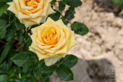 Роза Кумбия (ч.-гибрид, желт)