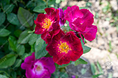 Роза Бургунди Айс (канад.флориб. фиолет.)