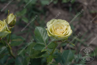 Роза Грин глоу (спрей, желто-салатов)