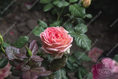 Роза Пинк Шанти (ч.-гибрид., розов)