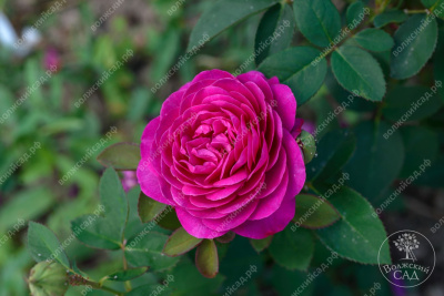 Роза Хайди Клум (флориб, фиолет.)