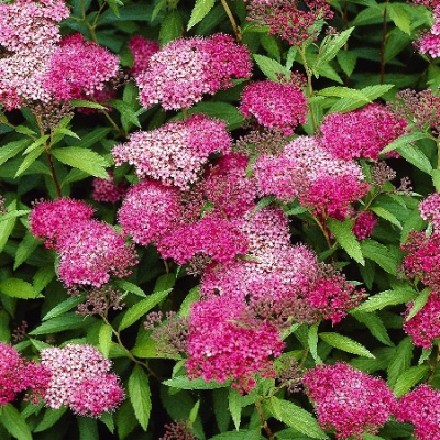 Спирея Антони Ватерер Р9