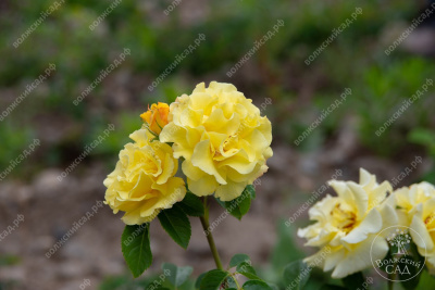 Роза Казино (плет, желтая) н