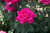 Роза Лолита Лемпика (ч.-гибрид, розов) Роза Лолита Лемпика (ч.-гибрид, розов)