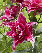 Лилия ГРАНД АМУР 16/18 (3 шт)