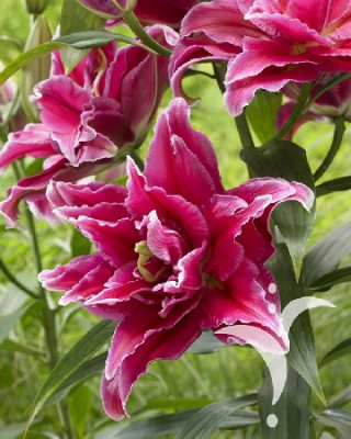 Лилия ГРАНД АМУР 16/18 (3 шт)