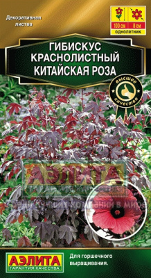 цГибискус Китайская роза 5шт