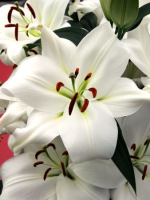 Лилия ЗАМБЕЗИ 18/20 (3 шт)
