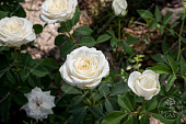 Роза Боинг  (ч-гибрид.,белая)
