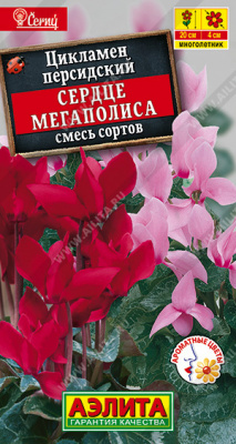 цЦикламен Сердце мегаполиса 3шт