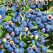 Голубика Соколиный глаз 0,01г