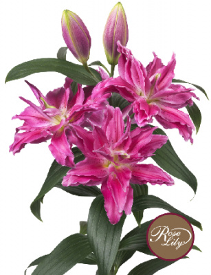 Лилия Roselily Джулия (5 шт)