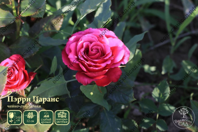 Роза Пэрри Паранс (ч.-гибрид, красн)