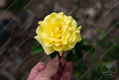 Роза Казино (плет, желтая) н