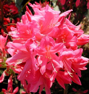 Азалия Рози Лайтс