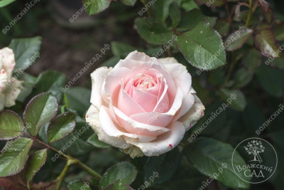 Роза Пич Аваланч (ч.-гибрид., светло- розов)