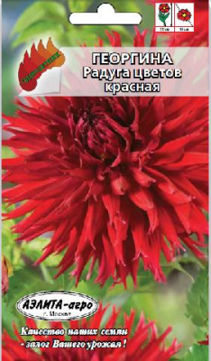 цГеоргина Радуга цветов красная