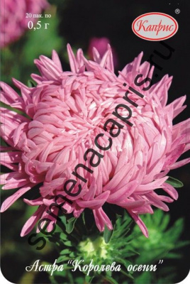 цАстра Королева осени (20пак*0,5г)