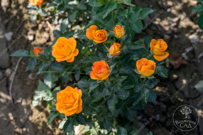 Роза Феникс (флориб, оранж)