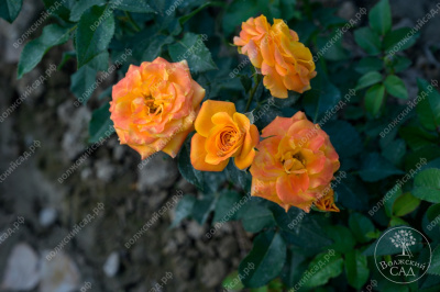 Роза Феникс (флориб, оранж)