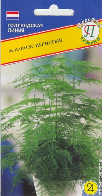 цАспарагус Перистый 5шт
