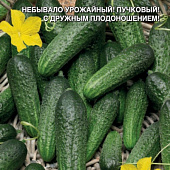 Огурец Алексей 10шт