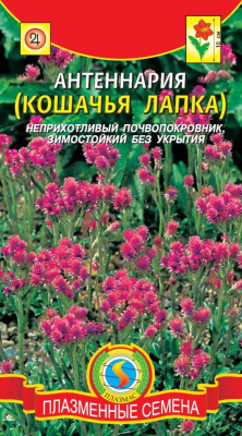 цАнтеннария Кошачья Лапка 80шт