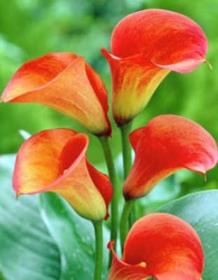 Калла Треже (2 шт)