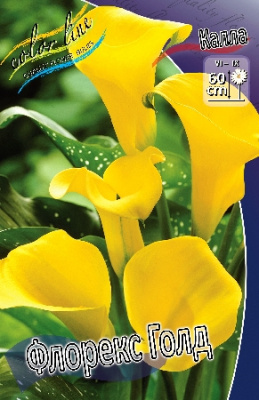 Калла Капитан Промис (2 шт)