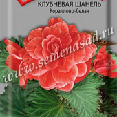 Бегония Шанель Кораллово-белая клубн. 5шт