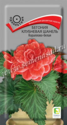 цБегония Шанель Кораллово-белая клубн. 5шт