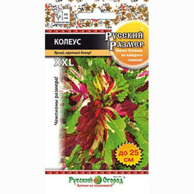 Колеус Русский размер 4шт