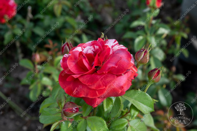 Роза Брауни (плетистая, красн. белый.)