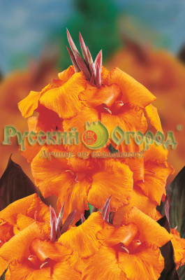 Канна Вайоминг (1шт)