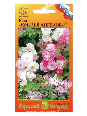 цРоза Крылья ангелов 10шт