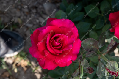 Роза Биг перпл (ч-гибрид, розов)